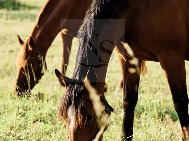 HARAS DE PRESTIGE PROCHE NANTES