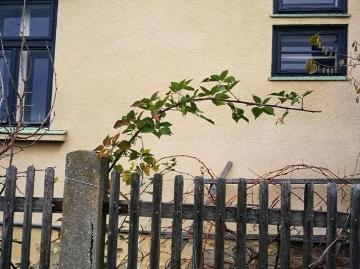 Haus mit 2 Schlafzimmer Asparn an der Zaya 2151 DS100666717