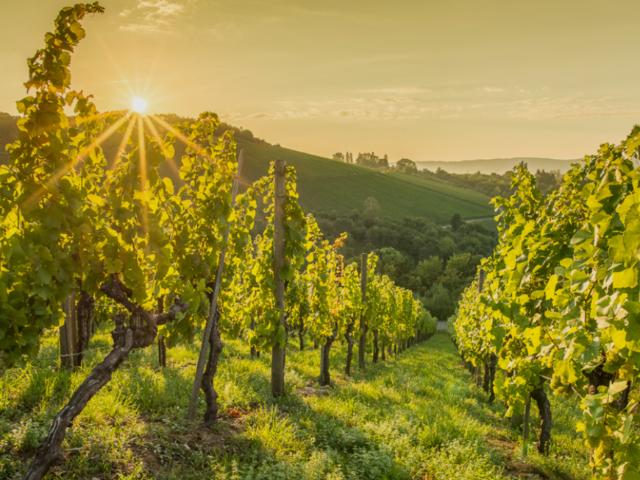 Haus Steiermark Steiermark 105744275