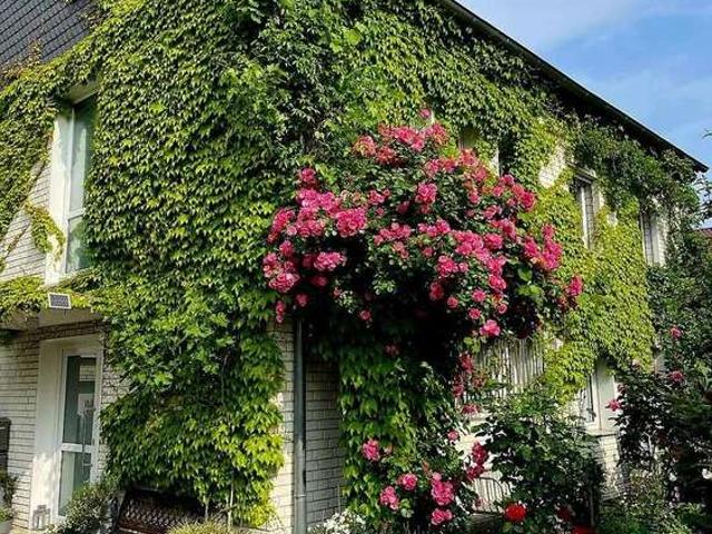 Haus zum Kaufen in Köln Auweiler 749.000,00 EUR 181.57 m²