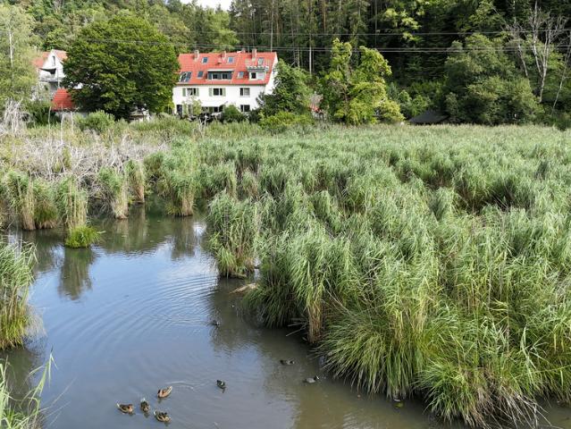 Haus zum Kaufen in Jestetten 520.000,00 EUR 266 m²