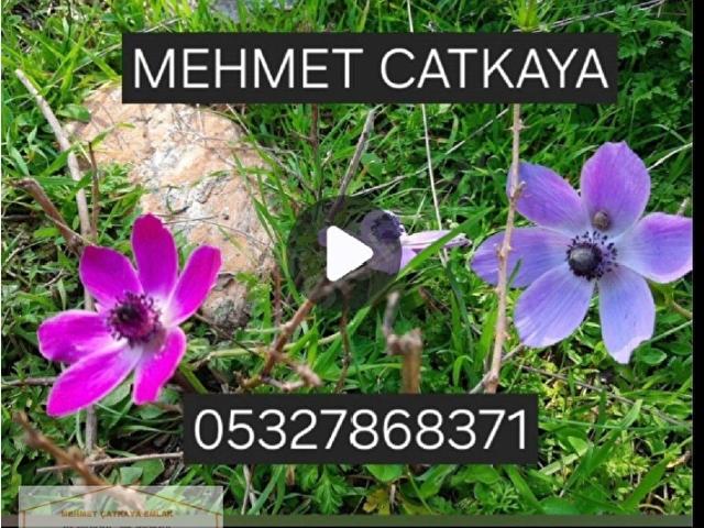 HAYMANA'DA ÇAĞ TERMAL 1. ETAP 1530 EYLÜL DÖNEMİ KİRALIK DAİRE