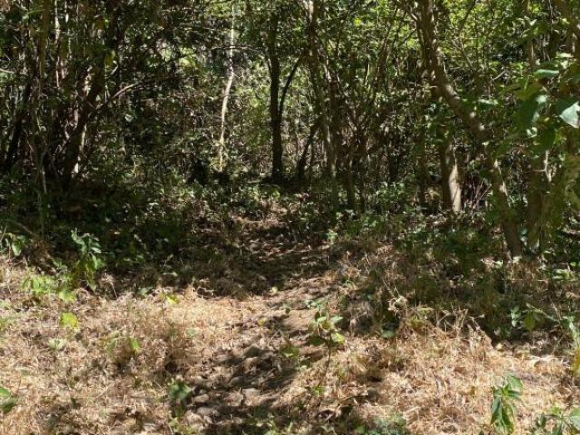 25 HECTAREAS EN VENTA EN LA ZACATERA, COFRADIA DE SUCHITLAN, COMALA, COLIMA, MEXICO