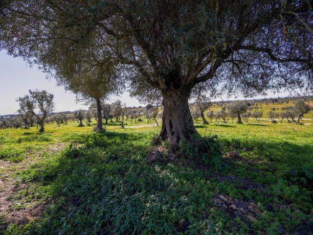 Herdade à venda em Alter do Chão