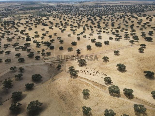 Herdade com 400 hectares em Beja