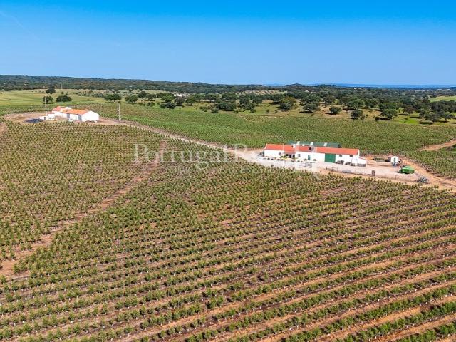 Herdade com 463 hectares em Évora 375m² São manços e são vicente do pigeiro
