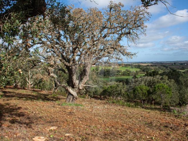 Herdade com 71ha