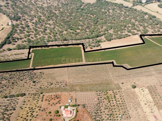 Herdade com 81.325,00 m2 de Vinha em Estremoz