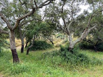 Herdade com 112 hectares em Borba 328m² Borba Matriz