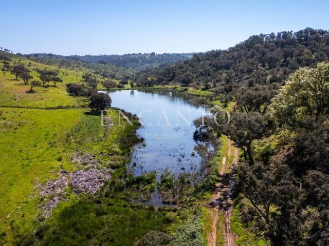 Herdade com 240 hectares na Boavista dos Pinheiros Odemira m² Boavista Dos Pinheiros