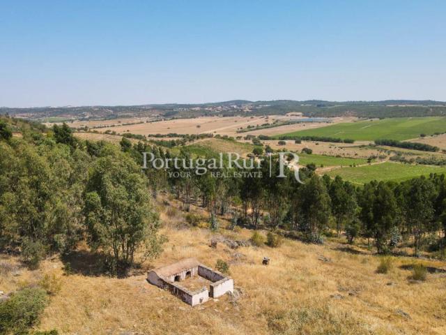 Herdade com eucaliptal em crescimento na zona de Estremoz 70m² Estremoz Santa Maria e Santo André