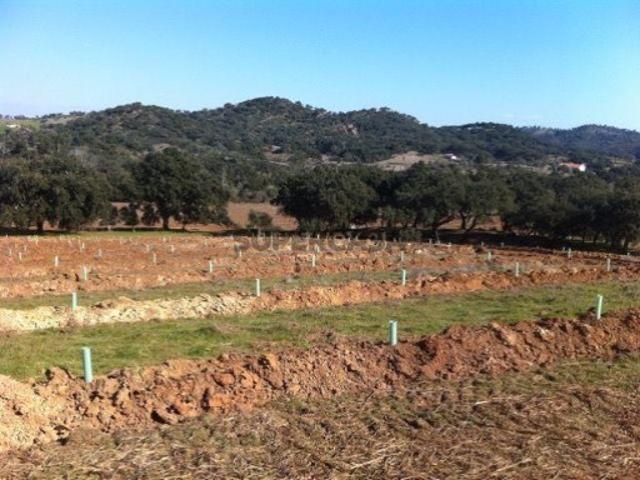Herdade da Afeiteira