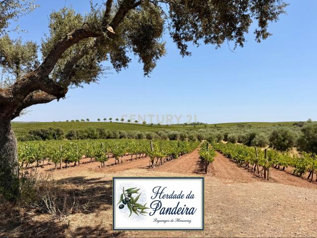 Herdade da Pandeira 93 Hectares Vinha e Olival em Produção em Reguengos de Monsaraz
