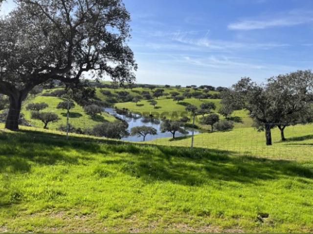 Herdade de 335 hectares com grande potencial agrícola, pecuária e Turismo Rural