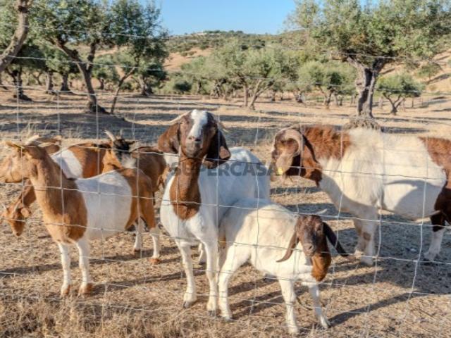 Herdade de 64 ha a 30 minutos de Évora que pode ser o seu refúgio no Alentejo
