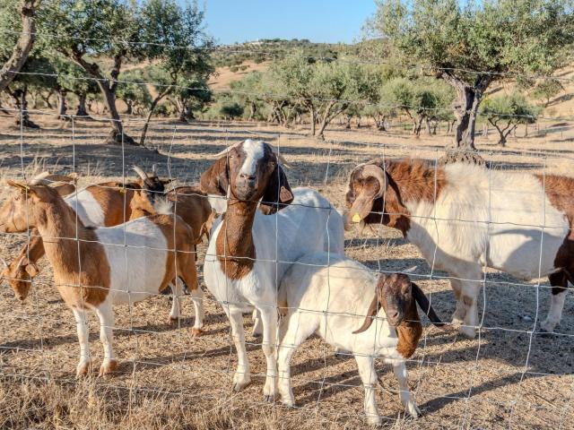 Herdade de 64 ha a 30 minutos de Évora que pode ser o seu refúgio no Alentejo