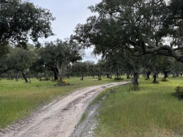 Herdade de 700 ha com elevada produção de cortiça Excelente oportunidade de investimento