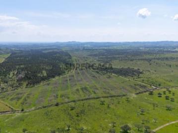 Herdade do Penedo Gordo 15 Hectares de Elevado Potencial no Alentejo