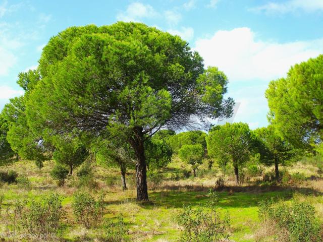 Herdade Exclusiva em Grândola: 35 Hectares, Vistas 360º e Viabilidade Construtiva Premium