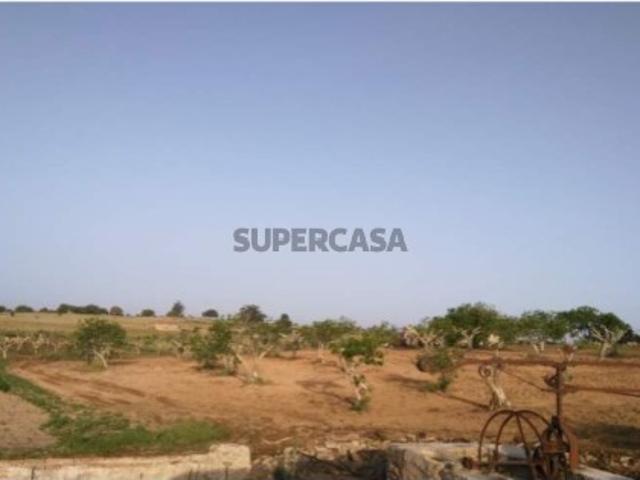 Herdade com 3 Hectares e 200 Oliveiras em Nisa, Portalegre