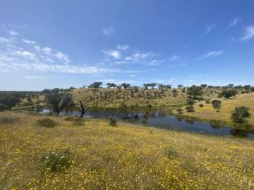 Herdade em Vila Nova de São Bento | 172 hectares