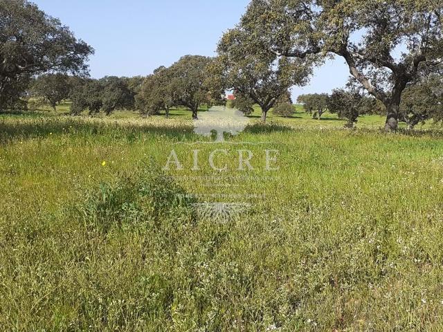 Herdade para Gado no Alentejo