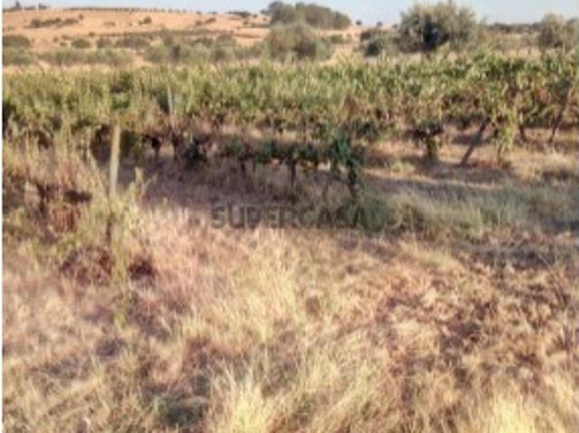 Herdade para venda com 11ha em Amareleja Alentejo