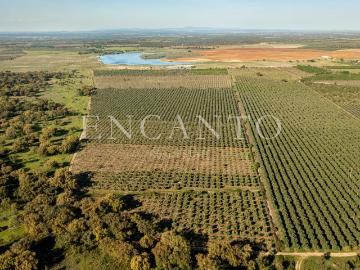 Herdade Produtiva com Olival e Nogueiral no Alentejo 0m² Cano