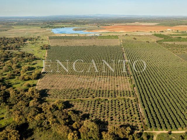 Herdade Produtiva com Olival e Nogueiral no Alentejo 0m² Cano