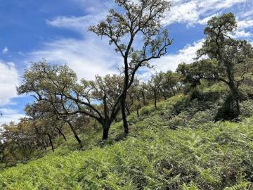 Herdade 4.0 ha, Colos, Odemira