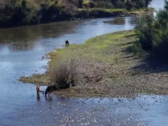 Hermosa parcela en hualañe 7 region | 3 dormitorios por 65000. 00 en Hualañé