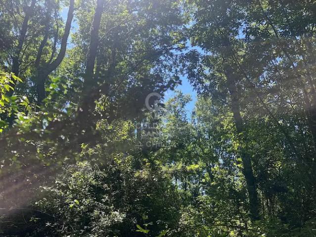 Hermoso Campo con Bosque Nativo. 0 dormitorios por 255000. 00 en Futrono