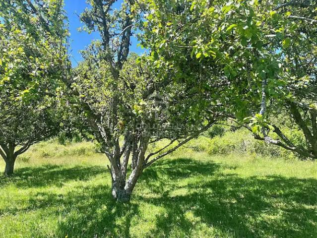 Hermoso Campo en Futrono. 0 dormitorios por 255000. 00 en Osorno