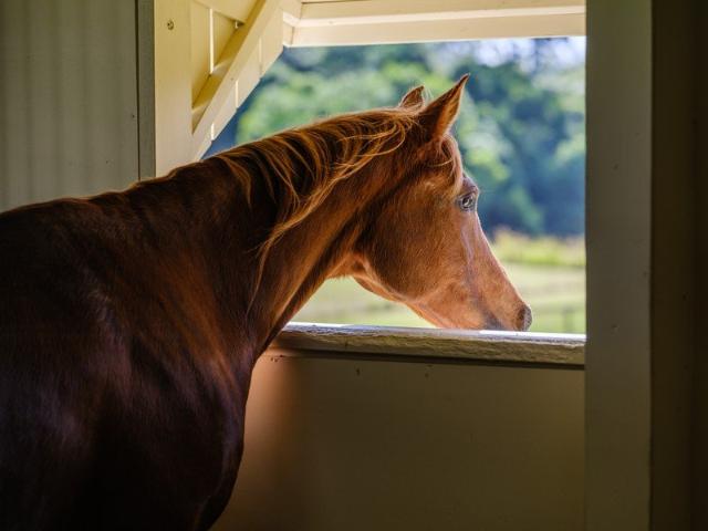 Hinterland Living With Equestrian Facilities