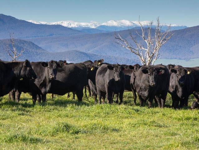 HIGH PRODUCTION | UPPER MURRAY