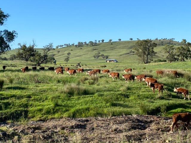 HighCapacity 1,840ha Grazing Powerhouse with Exceptional Water, Infrastructure & Biodiversity Upside