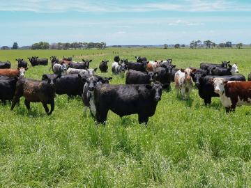 Garvoc, Weerite, Colac Otway, Victoria