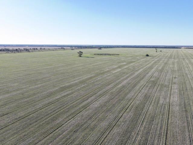Highly Productive Dryland Cropping Opportunity