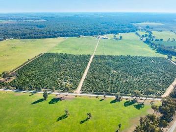 HIGHLY PRODUCTIVE ESTABLISHED AVOCADO ORCHARD 137.16*Acres/ 55.5*Ha