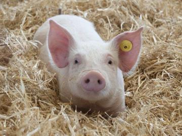 Highly Profitable Riverina Agribusiness