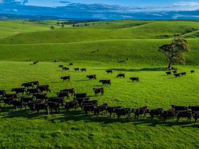 Hilltop Farm | Prime Pastures on the Fleurieu Coast