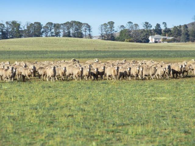 Historic Monaro Grazing Holding