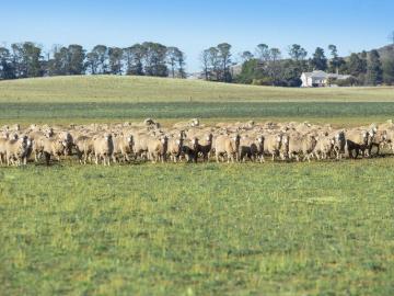 Historic Monaro Grazing Holding