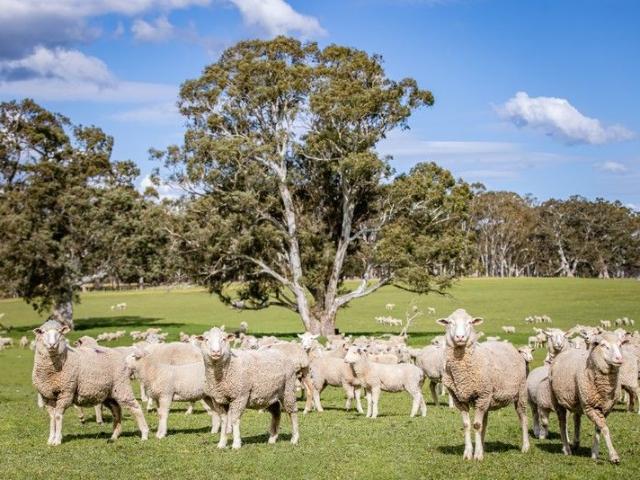 Home Amongst the Gum Trees