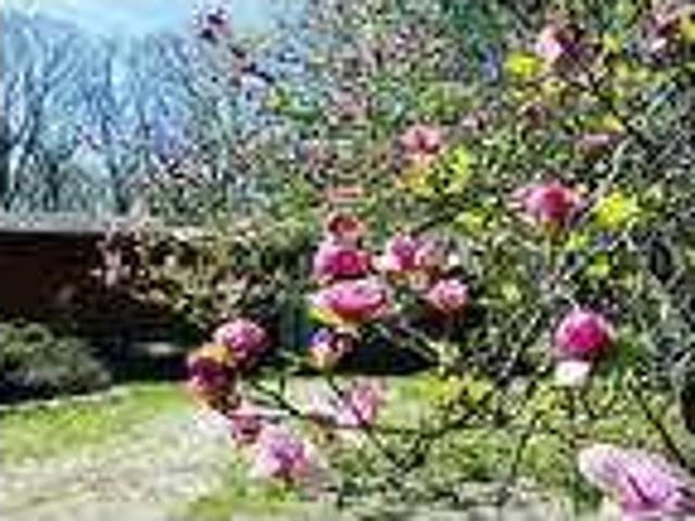 Home For Rent In Carlisle, Massachusetts