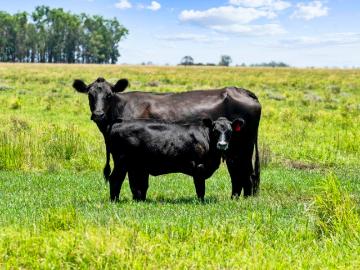 Honeysuckle Creek Tightly Held for Generations Productive Pastures & Exceptional Infrastructure