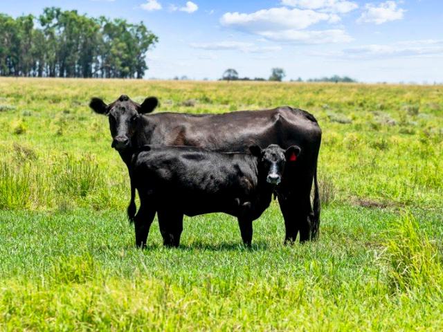 Honeysuckle Creek Tightly Held for Generations Productive Pastures & Exceptional Infrastructure