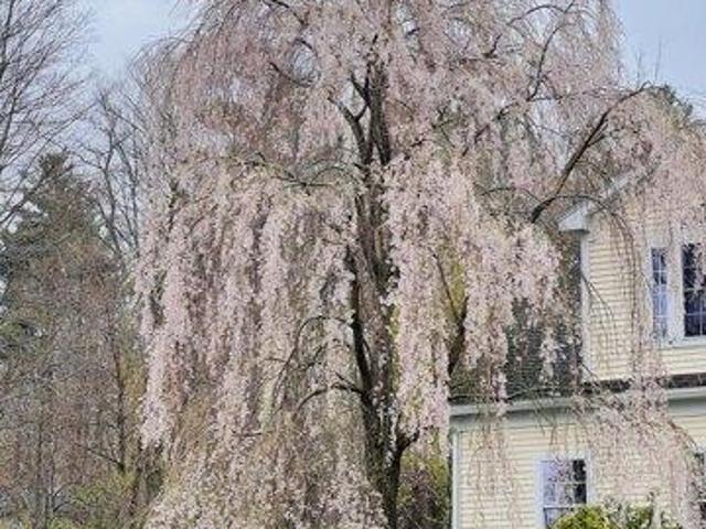 house with 4 bedroom, Lenox MA ES104479482