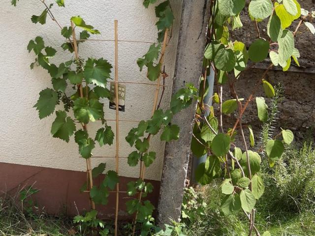 House and Garden