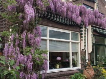 Olland, Meierijstad, Noord-Brabant - Tuin
